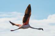 Flamingo im Flug