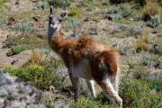 Guanaco