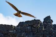 Großer Greifvogel in Pali Aike