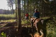 Mitten durch den Wald