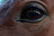 Delphine spiegelt sich im Auge des Pferdes