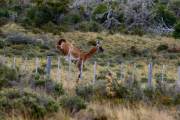Guanaco Sprung 3