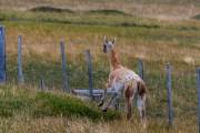 Wenn wir kommen flüchten die Guanacos