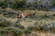 Guanaco springt über den Zaun 2