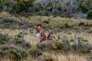 Guanaco springt über den Zaun 4