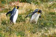 Königspinguine