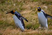 Königspinguine