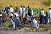 Königspinguine