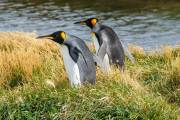 Königspinguine