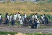 Königspinguine