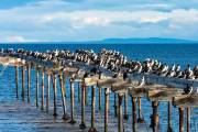 Kormorane am alten Steg in Punta Arenas